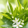 Neroli Cleansing Cream-Foam, 200ml – Image 3