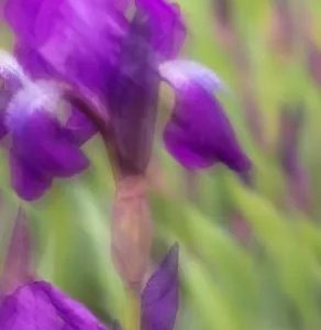 Perfume Oil - Craving the Moment, 10ml