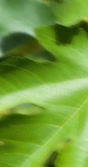 Perfume Oil - Craving the Moment, 10ml – Image 2