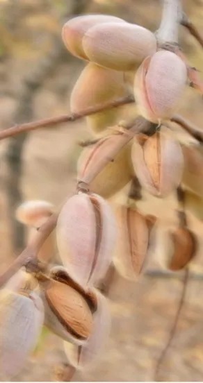 Perfume Oil - Craving the Moment, 10ml – Image 7