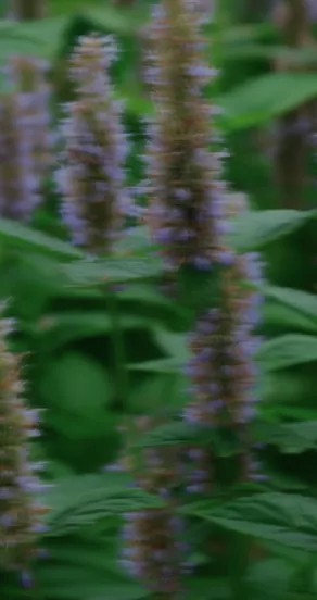 Perfume Oil - Craving the Moment, 10ml – Image 13