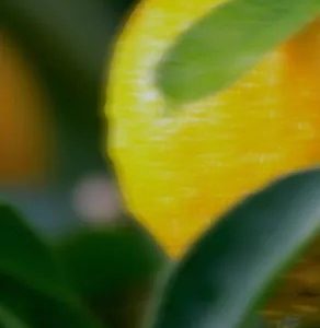 Perfume Oil - Nights In Morocco, 10ml